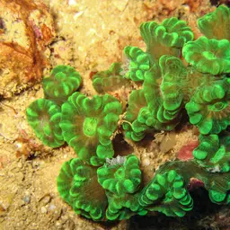 Finger Coral, photo 2