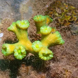 Finger Coral, photo 3