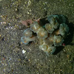 Finger Coral, photo 4