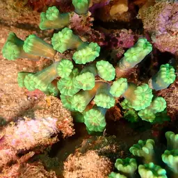 Finger Coral, photo 5