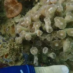 Finger Coral, photo 6