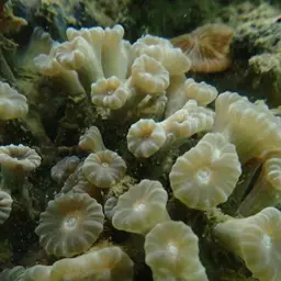 Finger Coral, photo 7