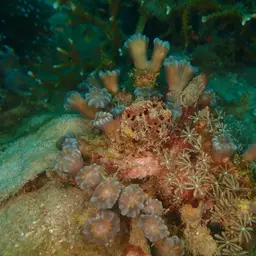 Finger Coral, photo 8