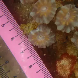 Finger Coral, photo 9