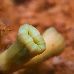 Finger Coral, photo 10