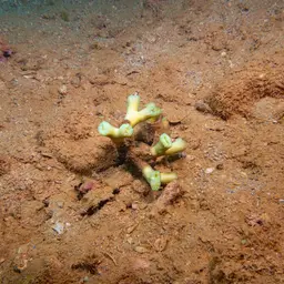 Finger Coral, photo 11