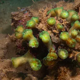 Finger Coral, photo 12