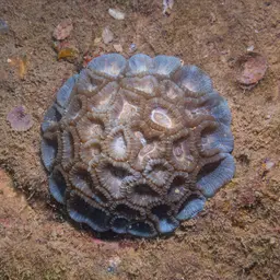 Knob Coral, photo 1