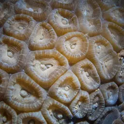 Knob Coral, photo 2