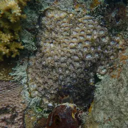 Knob Coral, photo 3