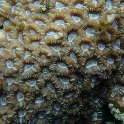 Knob Coral, photo 4