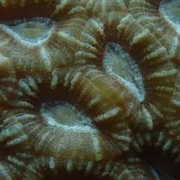 Knob Coral, photo 5