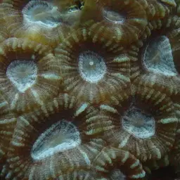 Knob Coral, photo 6