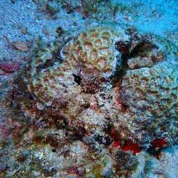 Knob Coral, photo 7