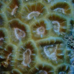 Knob Coral, photo 8