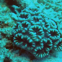 Knob Coral, photo 9