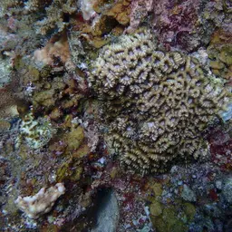 Knob Coral, photo 10