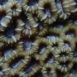 Knob Coral, photo 11