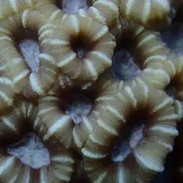 Knob Coral, photo 12