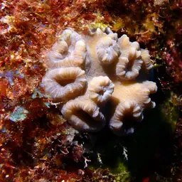 Finger Coral, photo 1