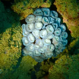 Finger Coral, photo 2