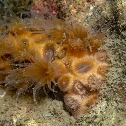 Northern Star Coral, photo 1