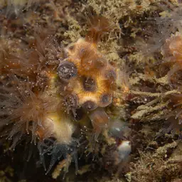 Northern Star Coral, photo 2