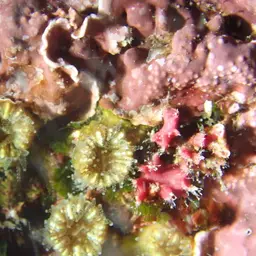 Dwarf Cup Coral, photo 1