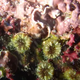 Dwarf Cup Coral, photo 2