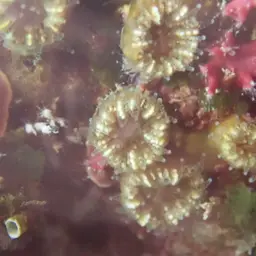 Dwarf Cup Coral, photo 3