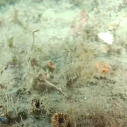 Dwarf Cup Coral, photo 4