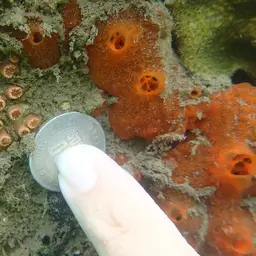 Dwarf Cup Coral, photo 5