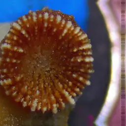 Dwarf Cup Coral, photo 6