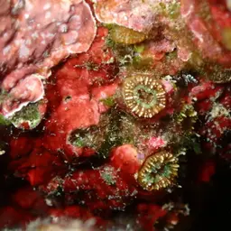 Dwarf Cup Coral, photo 7