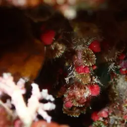 Dwarf Cup Coral, photo 8