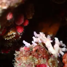 Dwarf Cup Coral, photo 9