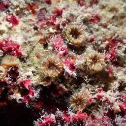 Dwarf Cup Coral, photo 10