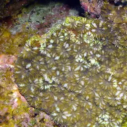 False Knob Coral, photo 1