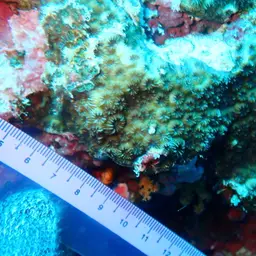False Knob Coral, photo 2