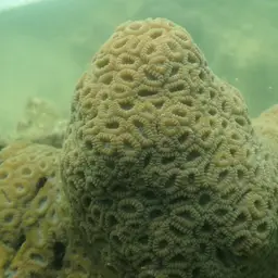 False Knob Coral, photo 3