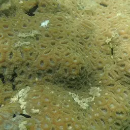 False Knob Coral, photo 4