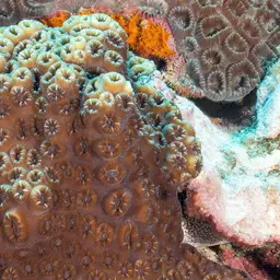 False Knob Coral