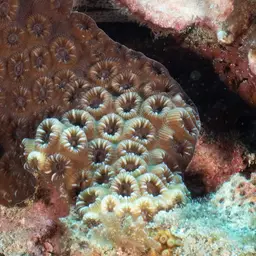 False Knob Coral, photo 5