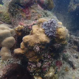 False Knob Coral, photo 6