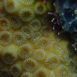 False Knob Coral, photo 7