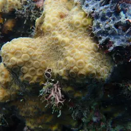 False Knob Coral, photo 8
