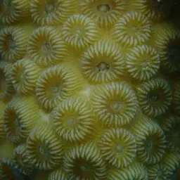 False Knob Coral, photo 9