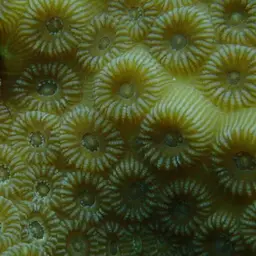 False Knob Coral, photo 10