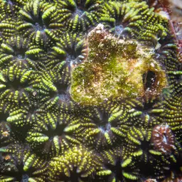 False Knob Coral, photo 11