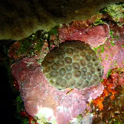False Knob Coral, photo 12